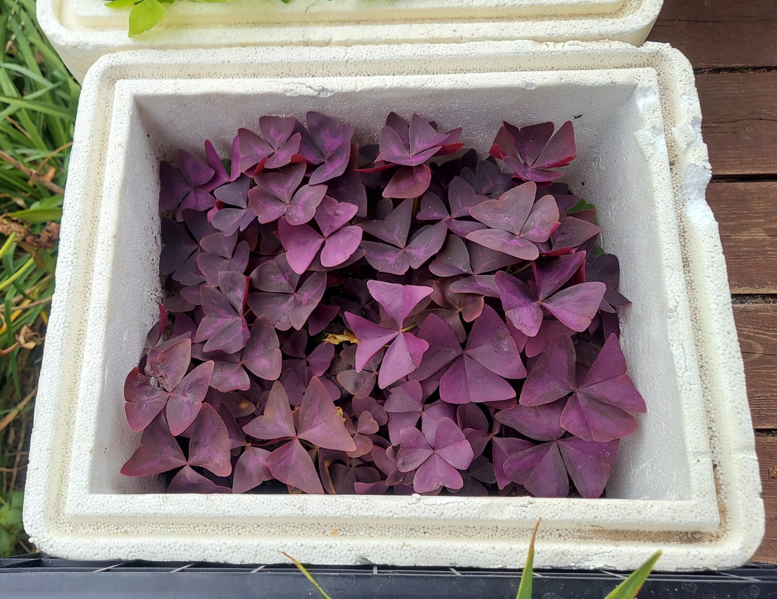 10 ORGANIC Pale Pink Flowers Oxalis Triangularis Purple Shamrock Bulbs Rhizomes