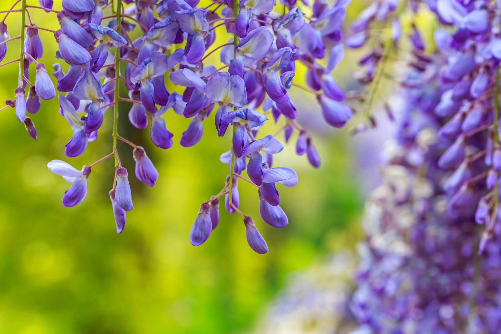5 BLUE CHINESE WISTERIA Sinensis Ornamental Vine Blue Violet Purple Flower Seeds