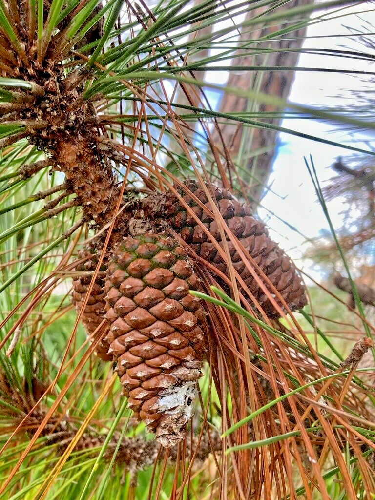 Slash Pine Tree | Premium Seeds | Pinus elliottii | Plants’®