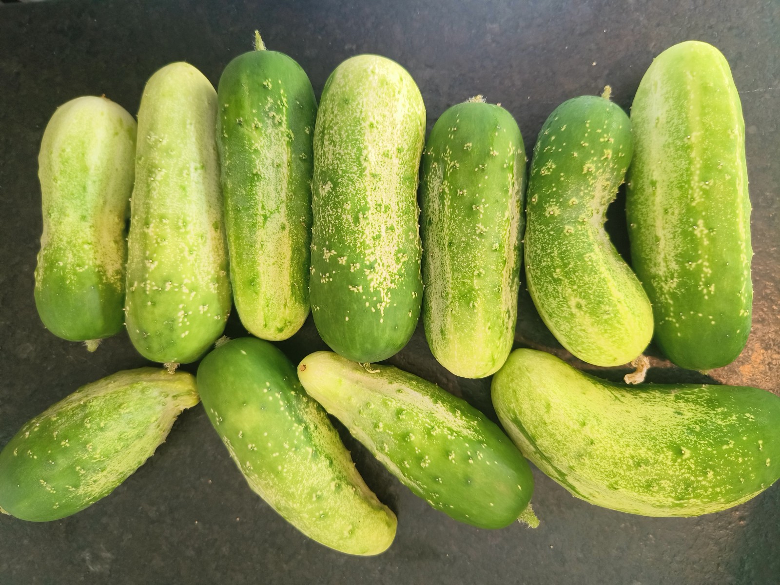 50 F1 Hybrid Calypso Cucumber Seeds Superior Pickling Cucumber Very High Yields