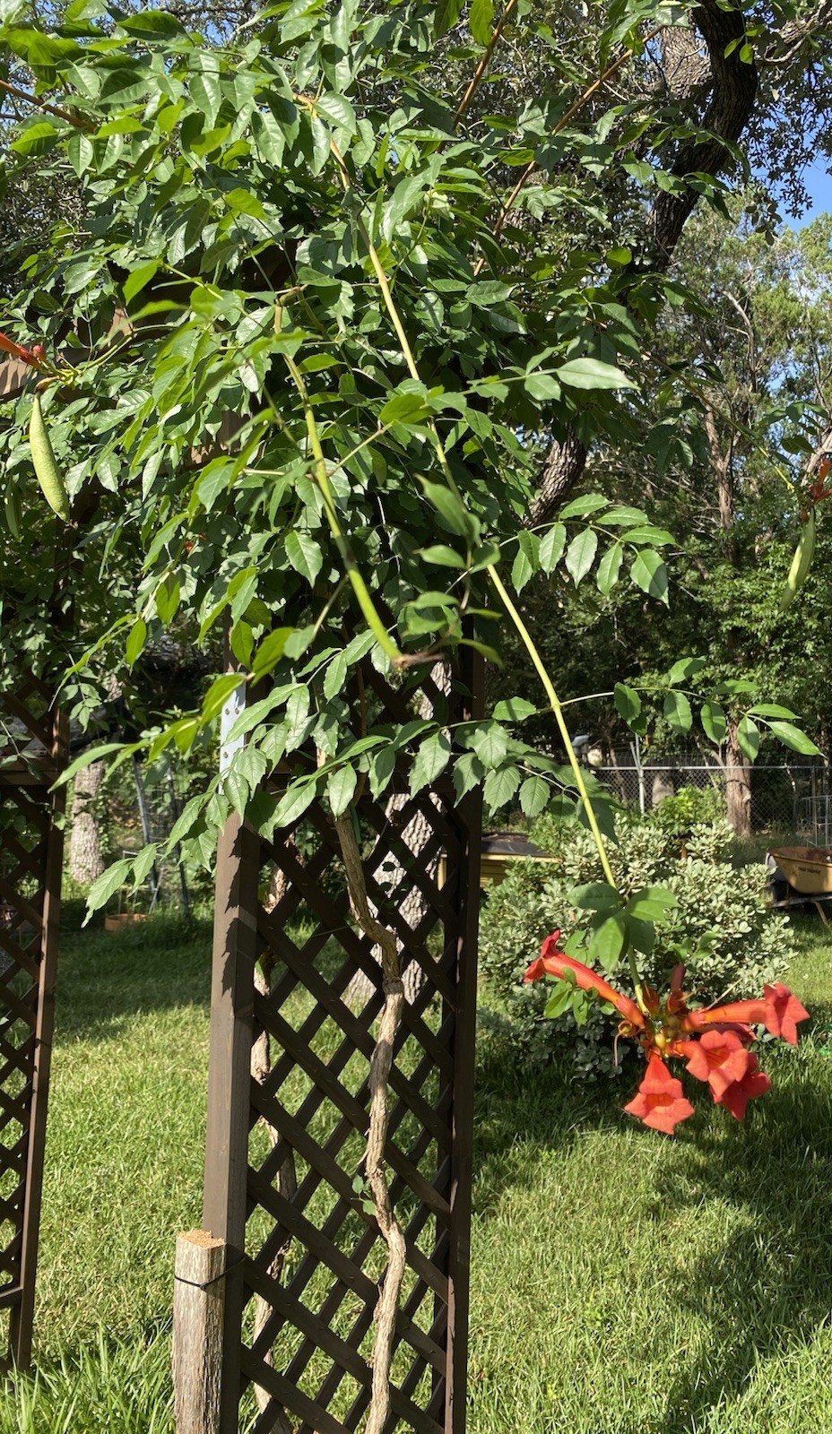 Orange Hummingbird (or Trumpet) Vine 25+ Seeds (Creeping Vine Plant) Pretty!