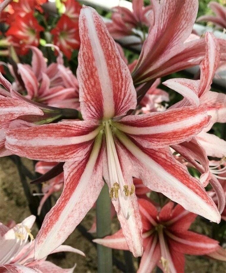 Large Cybister Amaryllis SWEET LILLIAN 22/24 centimeters – United States Seller