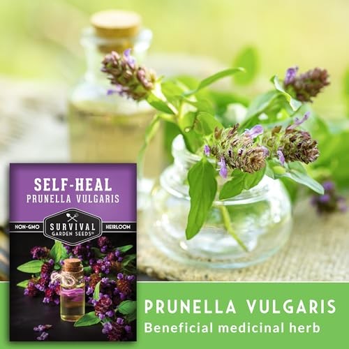 Self-Heal Seeds for Planting – Prunella Vulgaris (All-Heal, Selfheal) Hardy 2