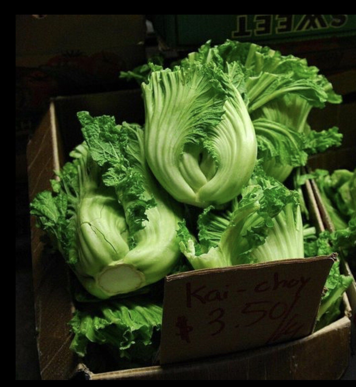 3x Hat Cai Be Dua, Chinese Indian Mustard 750+ Seeds/bag GAI CHOI Cabbage