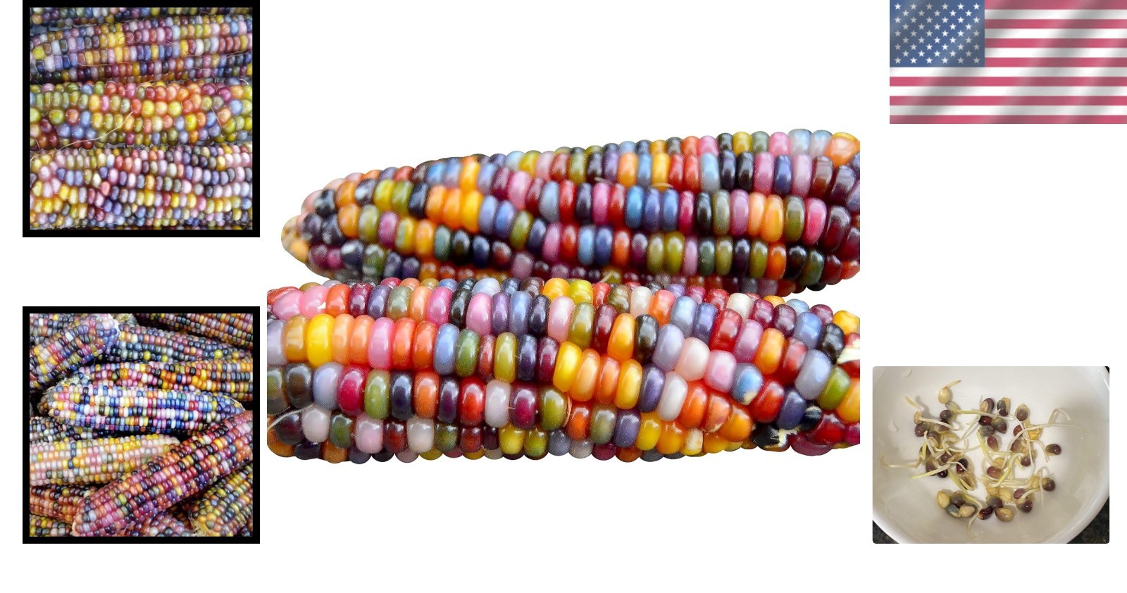 Vibrant 100 Glass Gem Corn Seeds – Gourmet Non-GMO Popcorn with Colorful Kernels