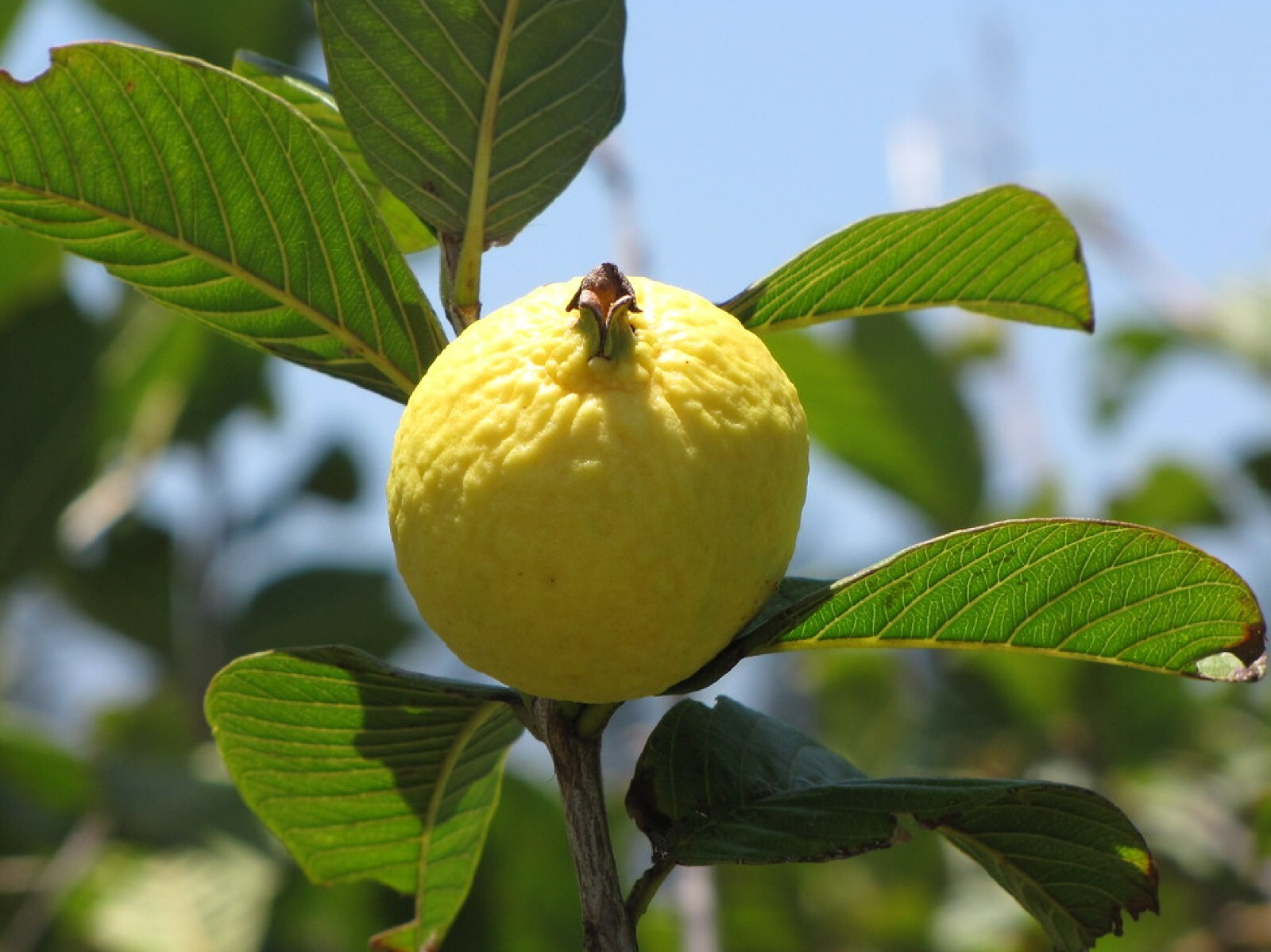 Lemon Guava {Psidium guajava} 20+ seeds Free Shipping!