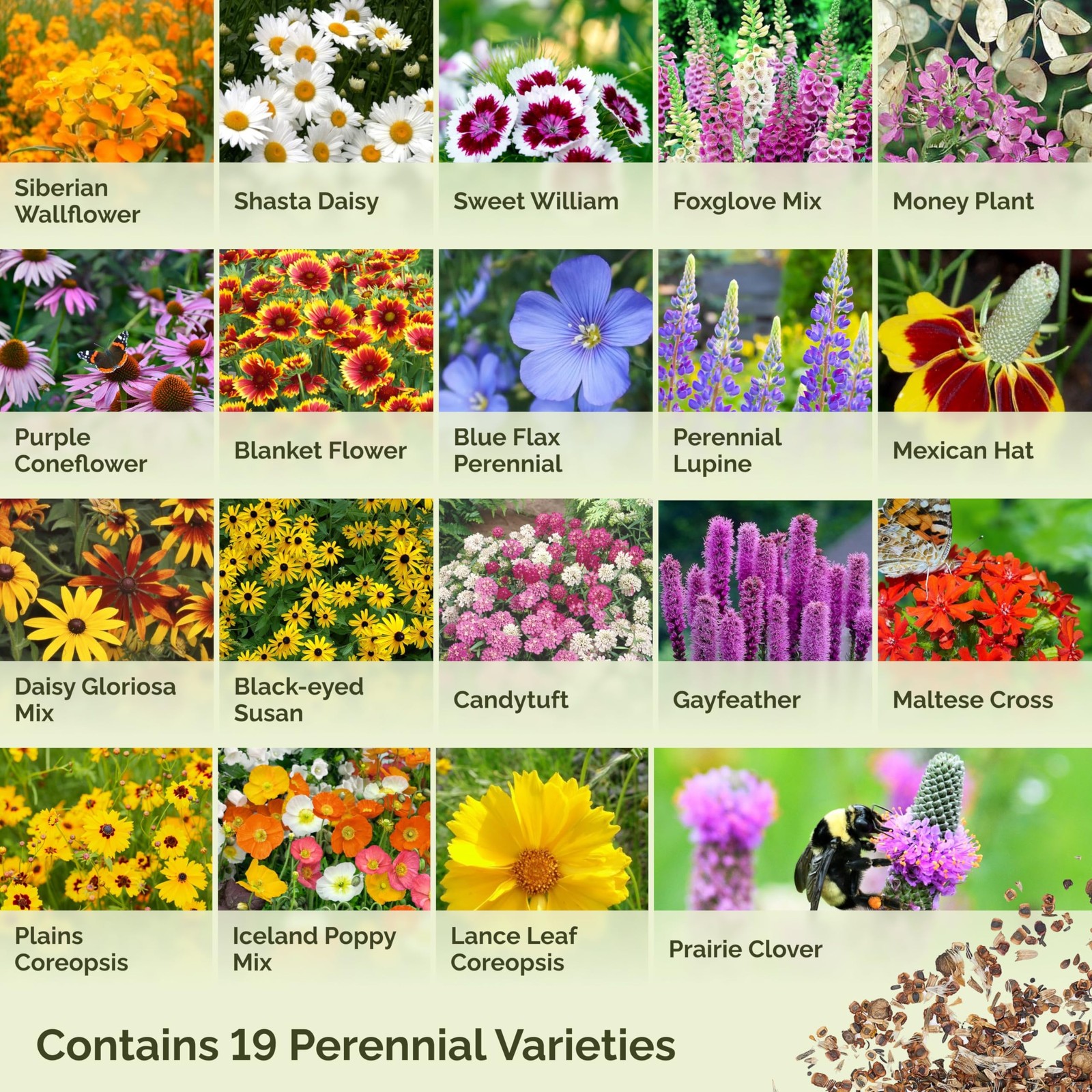 Eden Brothers All Perennial Wildflower Mixed Seeds for Planting, 1/4 lb,