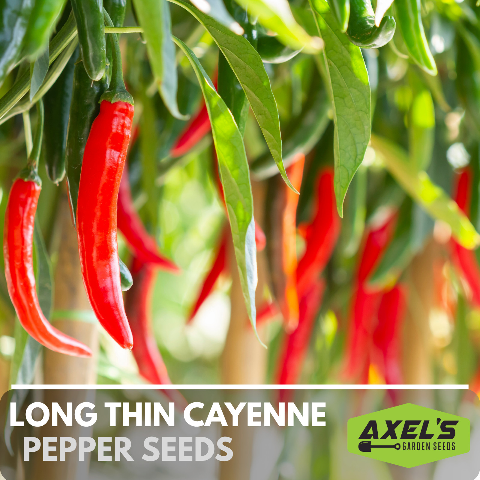 Hot Cayenne Pepper Seeds | Heirloom & Non-GMO | Fresh Vegetable Seeds