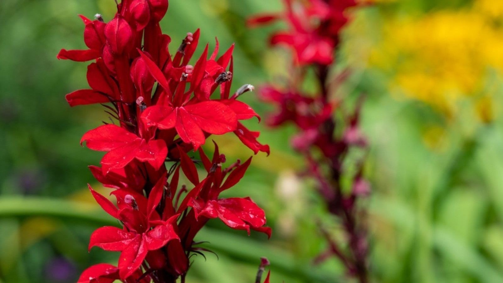 5 Cardinal Flower Wildflower Bare Root Lobelia cardinalis