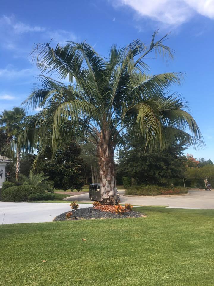 Butiagrus Seeds! F1 Hybrid Mule Palm Seeds. Rarely Ever Offered! Cold Hardy!
