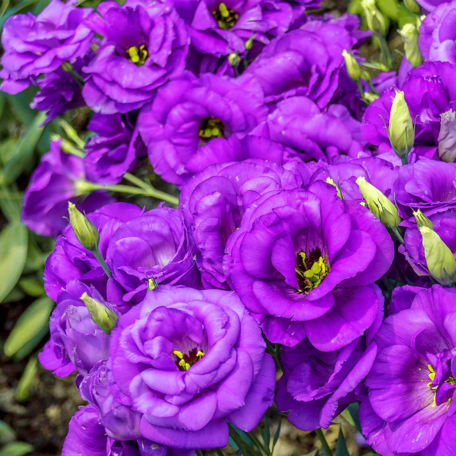 300+Mixed Lisianthus Flower Seeds for Planting Outdoor-Perennial Eustoma Cut Flo