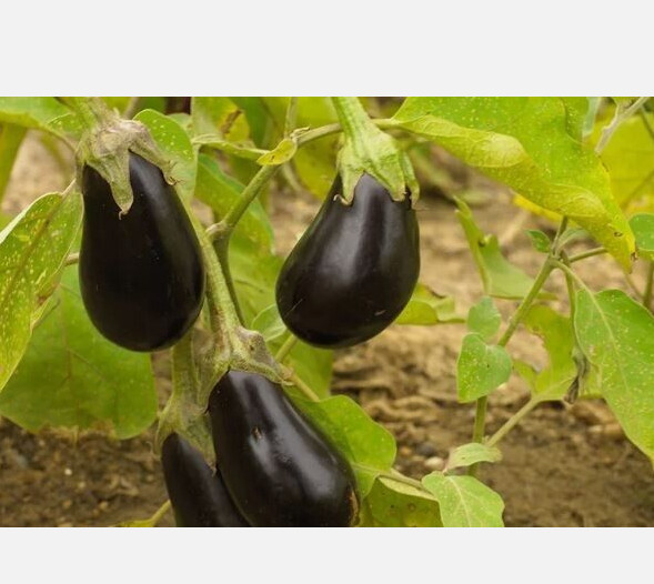 50 ct Italian Eggplant – NON-GMO / Heirloom – Free Shipping