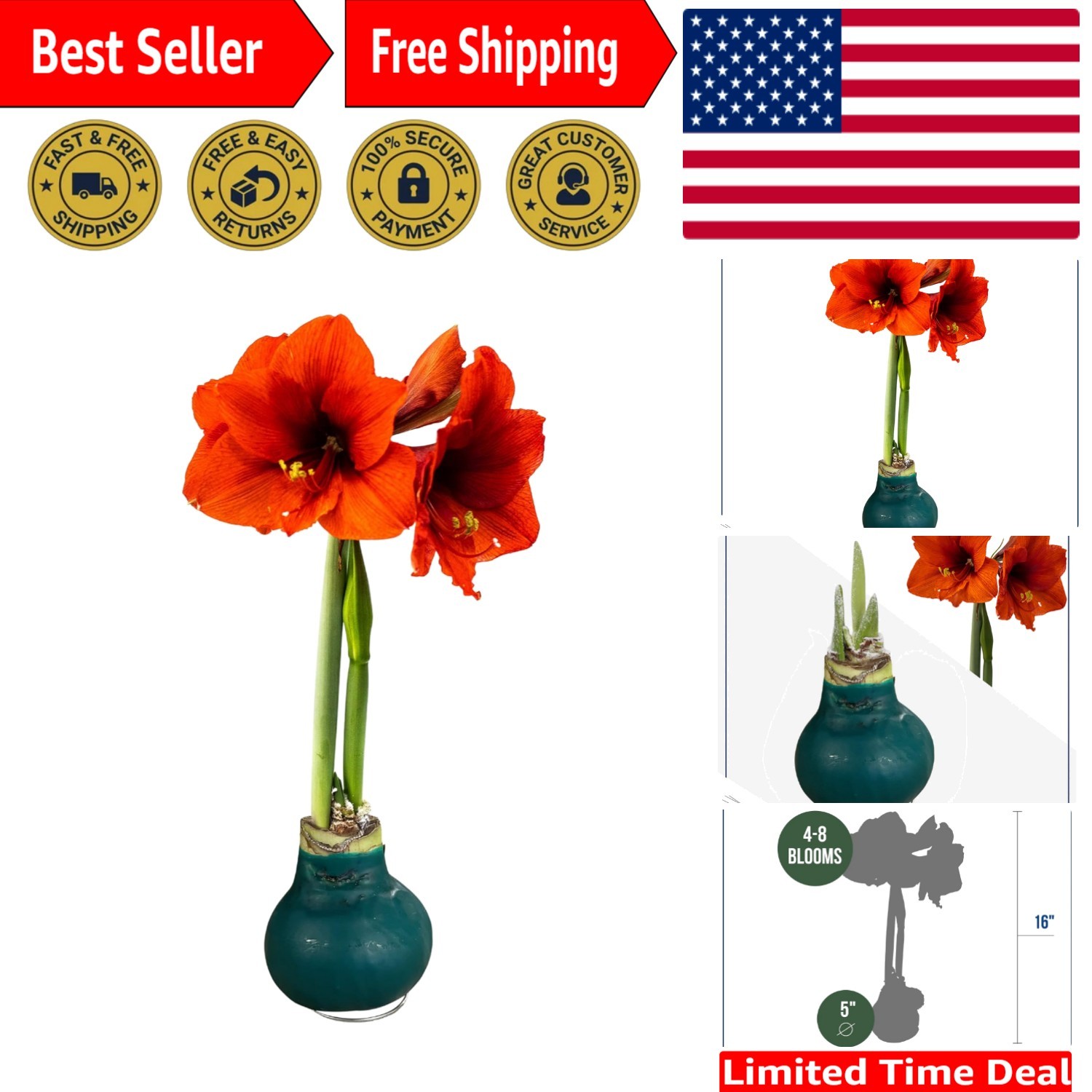 Live Waxed Amaryllis Bulb with Red Blooms – Low Maintenance Indoor/Outdoor Plant