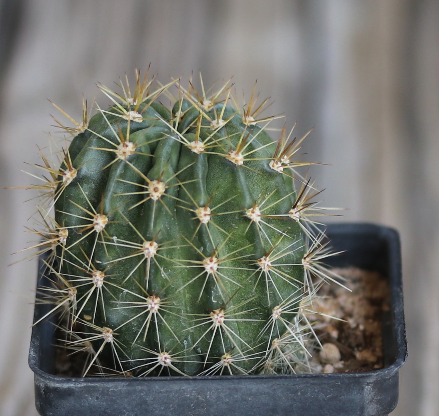 Echinopsis hybrid ‘Yes’
