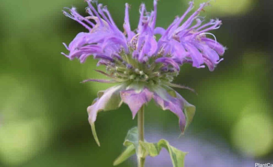 400 + LEMON MINT SEEDS-MONARDA CITRIODORA -NON GMO-Perineal