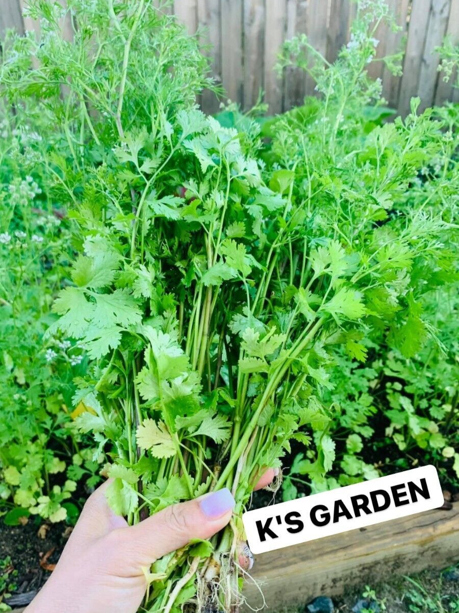 (100+ pcs) CILANTRO SEEDS, CORIANDER LEAVES, 香菜, 고수, RAU MÙI, NGÒ RÍ |NEW SEEDS|