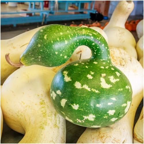 Speckled Swan Gourd Seeds For Planting (Lagenaria siceraria)