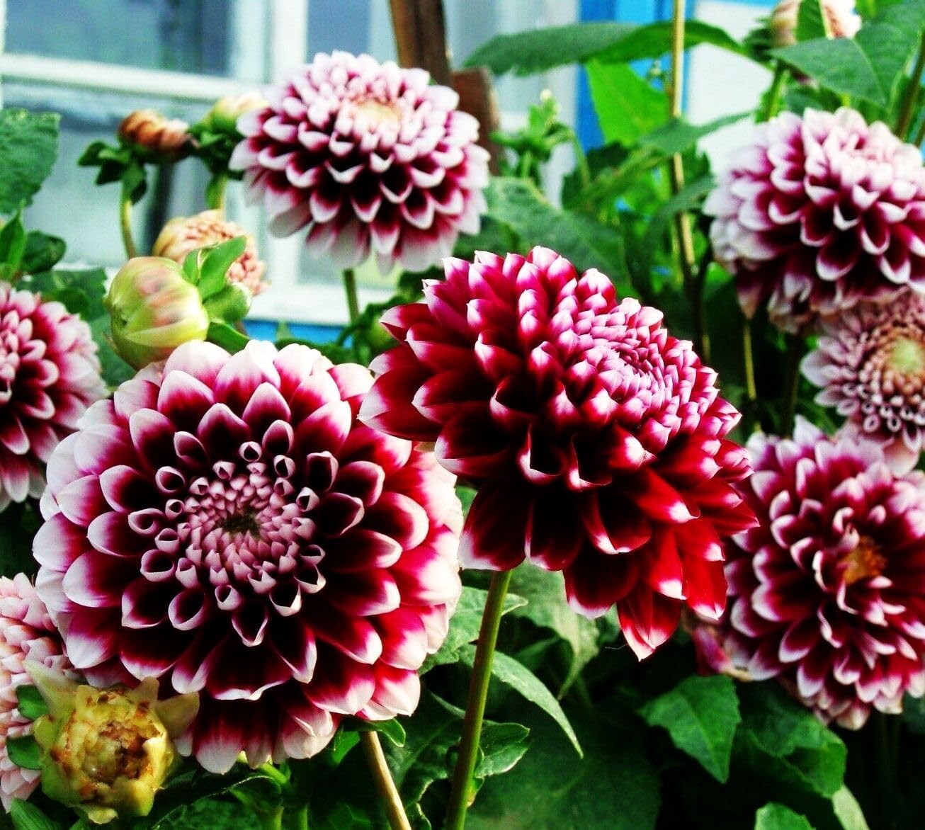 100 pcs Perennial Dahlia Labyrinth Flower Seeds for Planting – Exotic Labyrinth