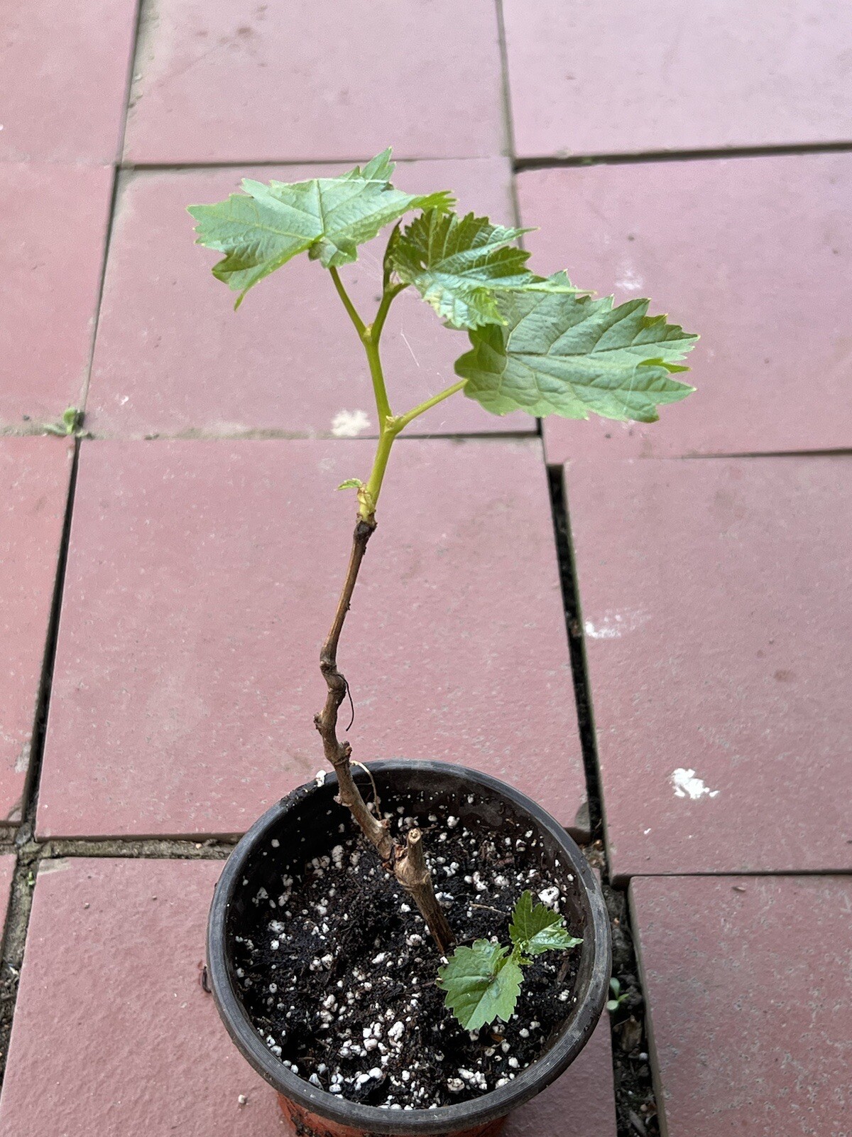 Kyoho Grape 8” With Pot Seedling Live Plant Ready To Plant