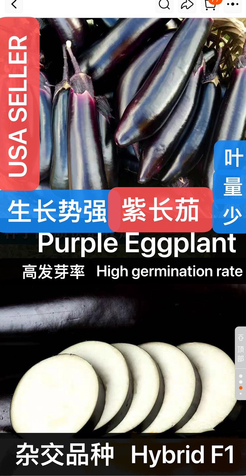 50CT F1 Hybrid Premium Long Purple Eggplant Aubergine Seeds 50粒杂交紫长茄种子 2023年产新种子