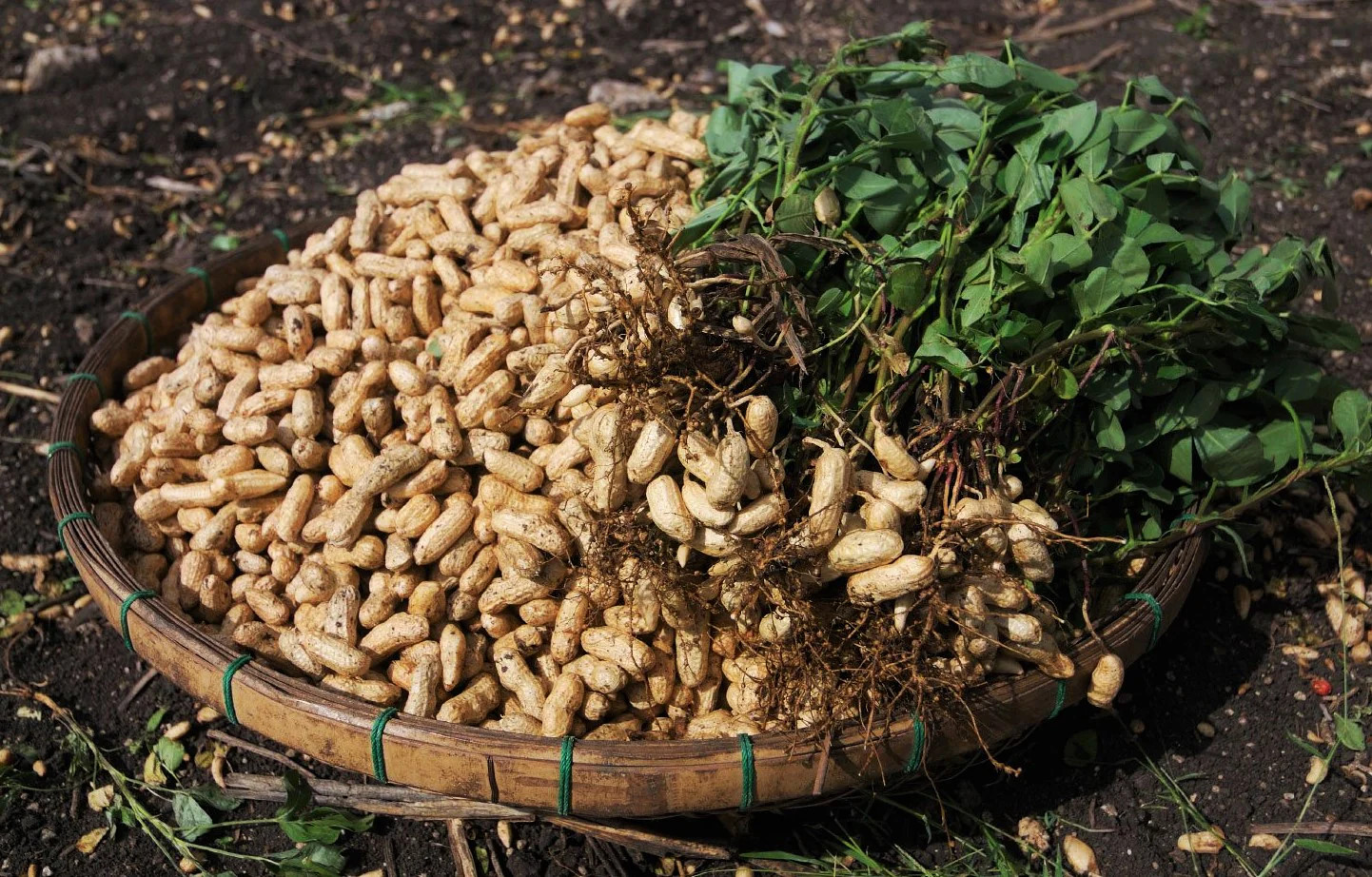 Jumbo Bailey Virginia Peanut Seeds | For Planting Top Producer Pea Nut Seed 2024