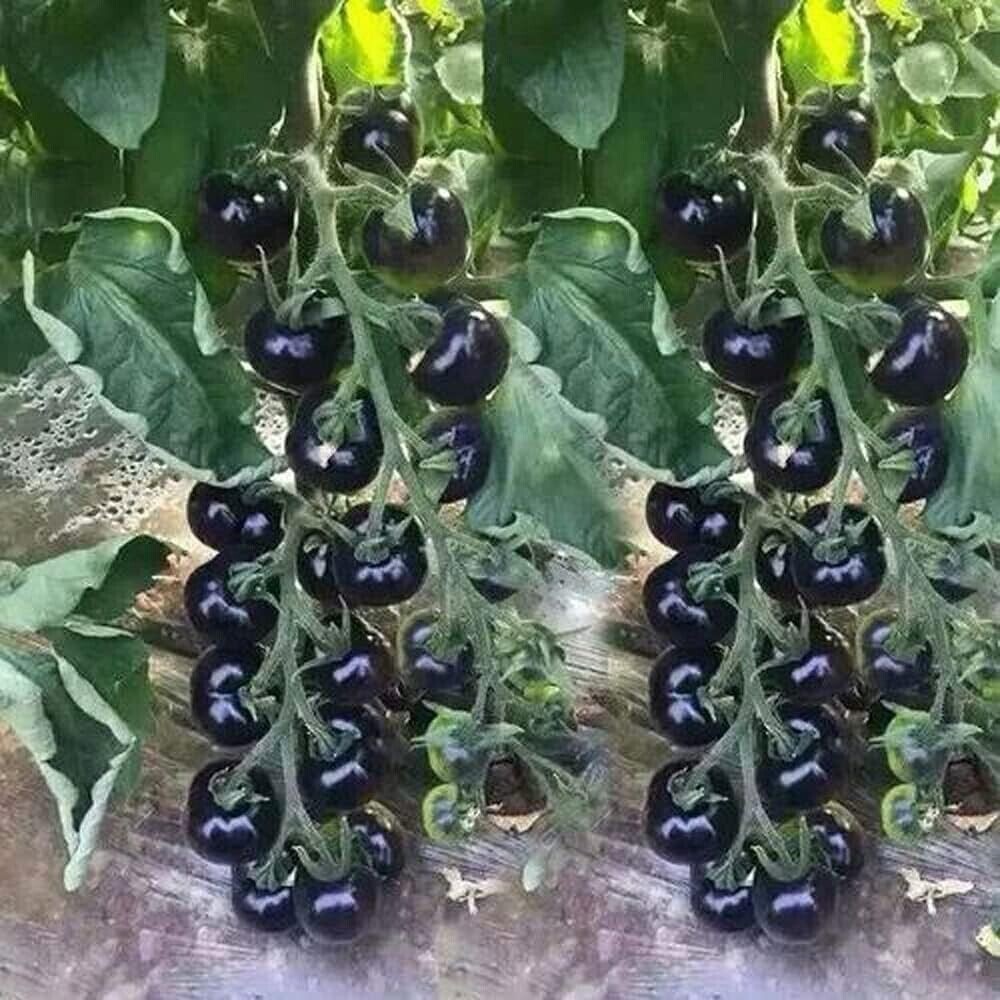 120+ EUROPEAN BLACK CHERRY TOMATO SEEDS – SWEET – HEIRLOOM -NON GMO – RARE