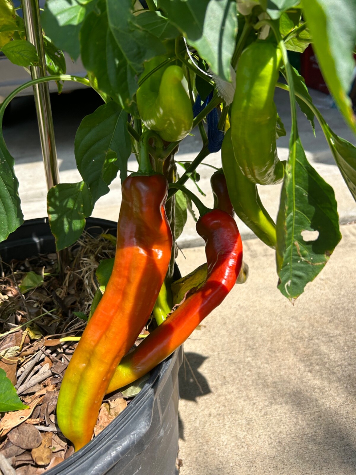 40+ Rare Red Authentic Penis Peter Pepper Seeds. Hot Heirloom Non Gmo