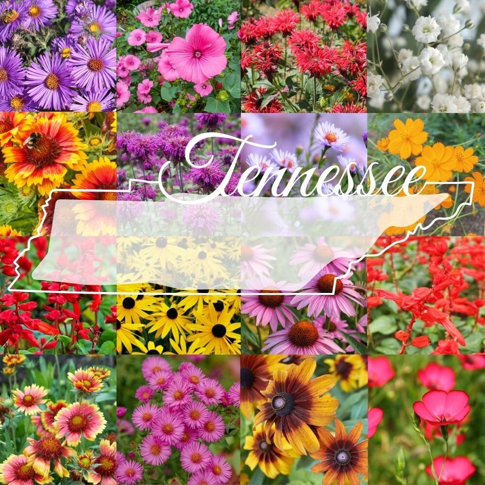 1/4LB Tennessee Bulk Wildflower Seed Mix 1lb Covers 2,000sq-ft Colorful Blooms