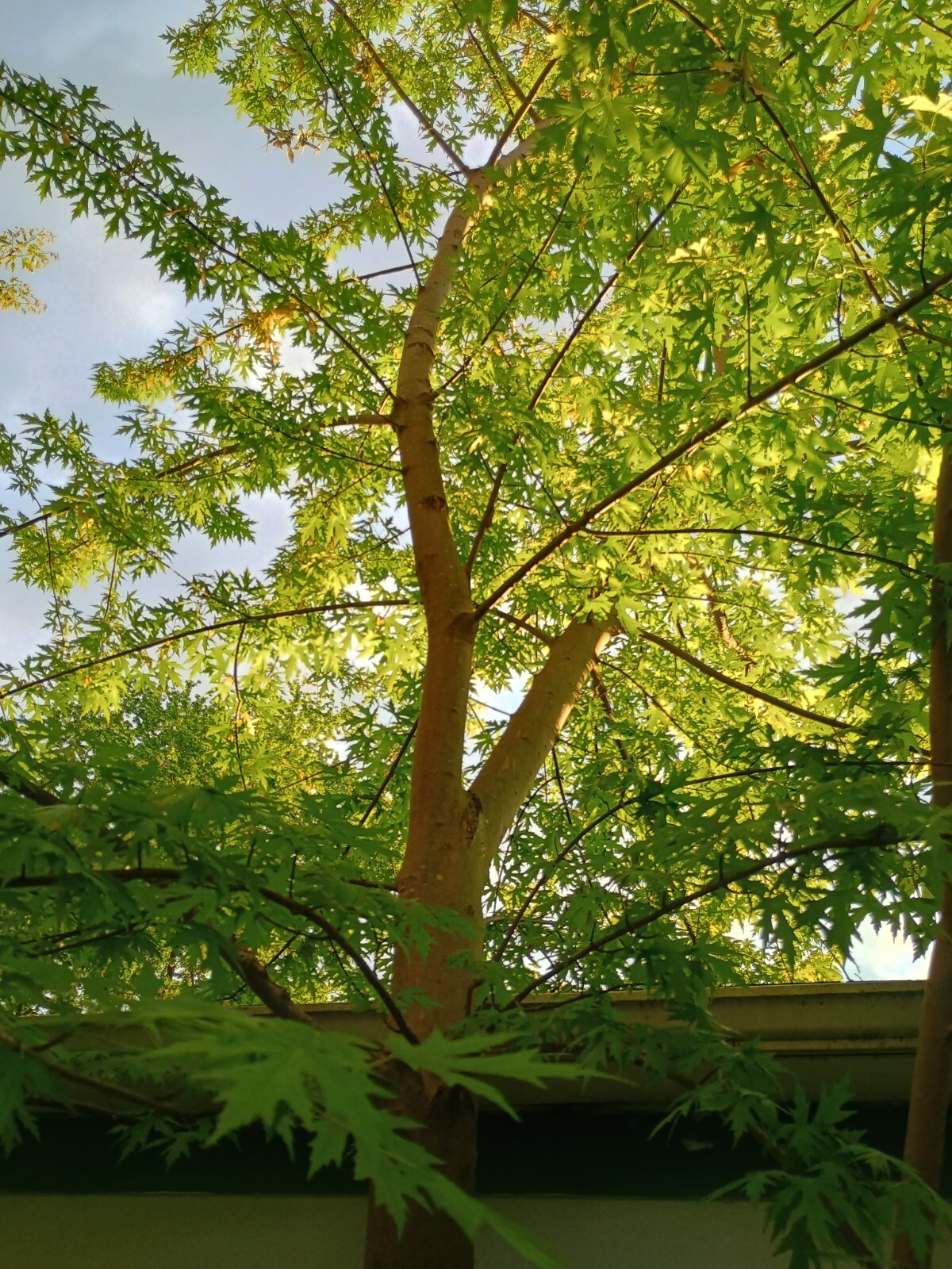 BULK FAST GROWING TREE SEEDS: Silver Maple (Acer Saccharum) US Native