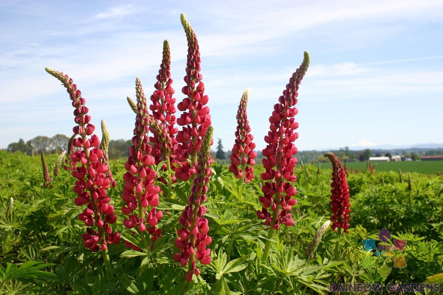 25+ Russell Red Lupine Seeds for Garden Planting – USA – FREE SHIPPING!