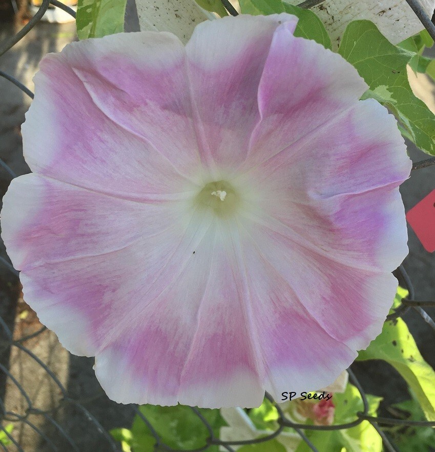 Honor of Shinto – Japanese Morning Glory – ipomoea NIL – 5 seeds – Huge blooms!