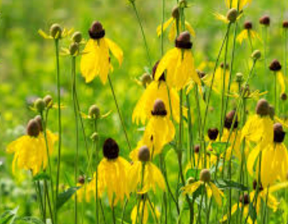 Landscaper’s DRY AREA BLEND Wildflower Mix w/Perennials Non-GMO 5000 Seeds!