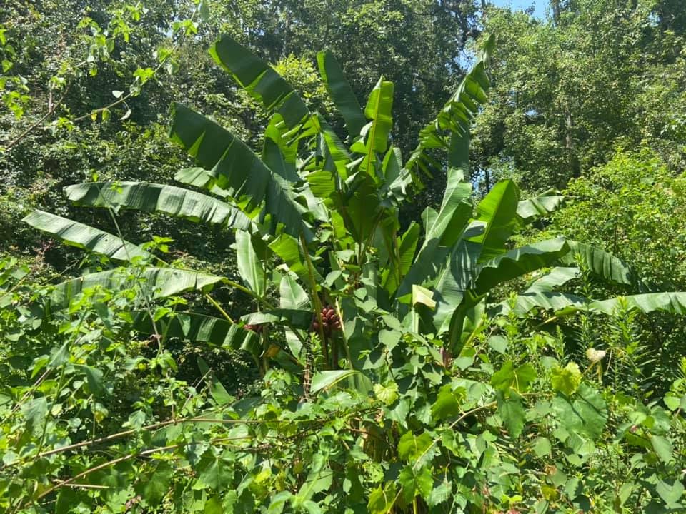 Musa velutina Seeds! Pink Dwarf Banana. Cold-Hardy, and LARGE Form!