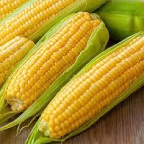 Premium Golden Bantam Heirloom Corn – Since 1902! Best Organic Heirloom there is