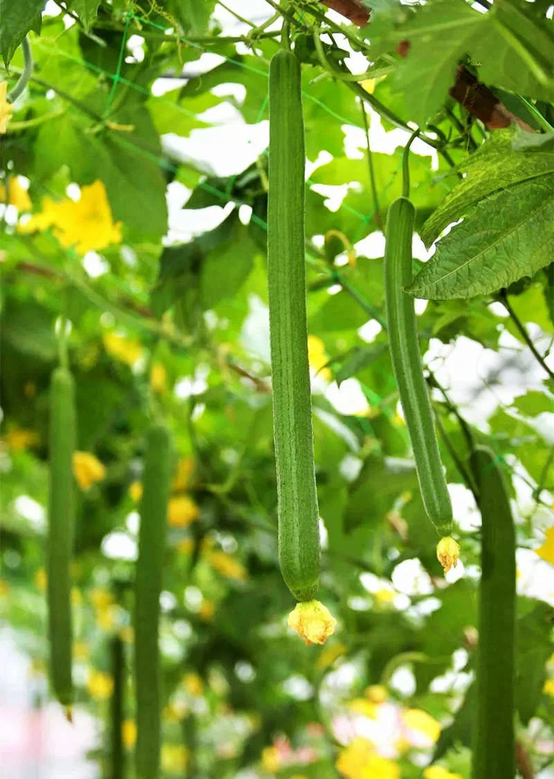 Emerald Luffa Gourd Seeds | Smooth Long Loofah Snake Melon USA Asian Seed 2024