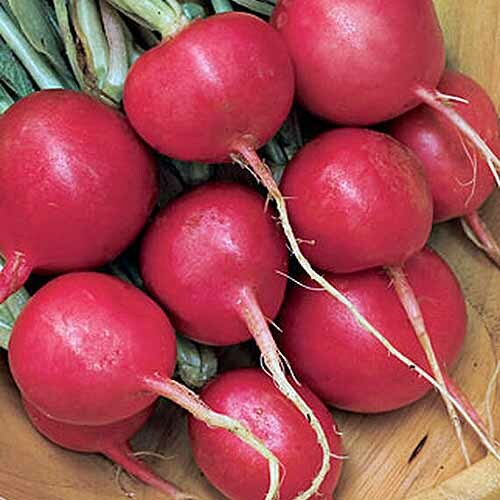 Cherry Belle Radish Seeds | 200 Seeds | Non-GMO | Free Shipping | 1092