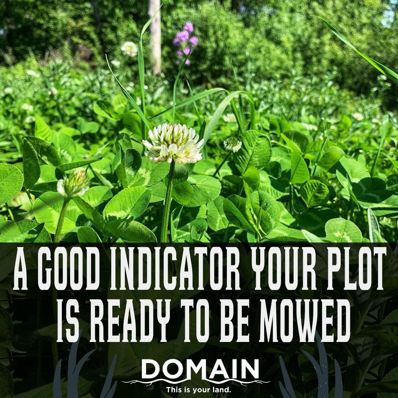 Chicory & Clover Deer Food Plot Seeds, Spring/Fall