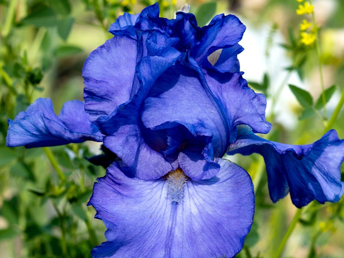 **SEA POWER* Tall Bearded Iris. Pre-Order, Fresh Dig, Combined Ship: Jul – Sep