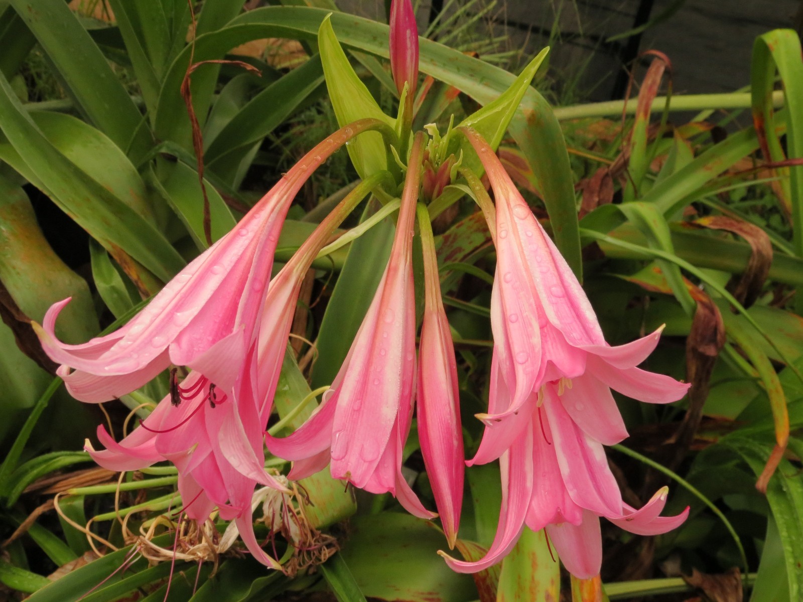 Crinum Lily, Kitty Clint, small-size bulb, NEW