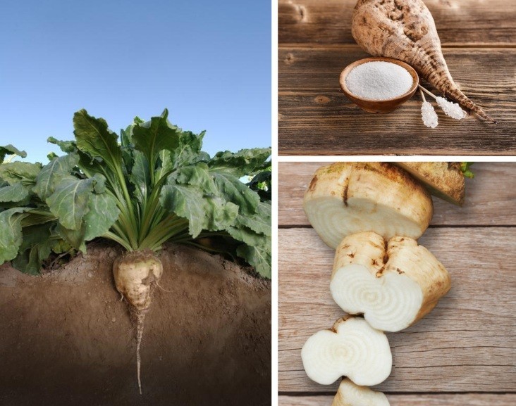Sugar Beets 60 – 500 – 4 Oz Seeds Heirloom Food plot Deer