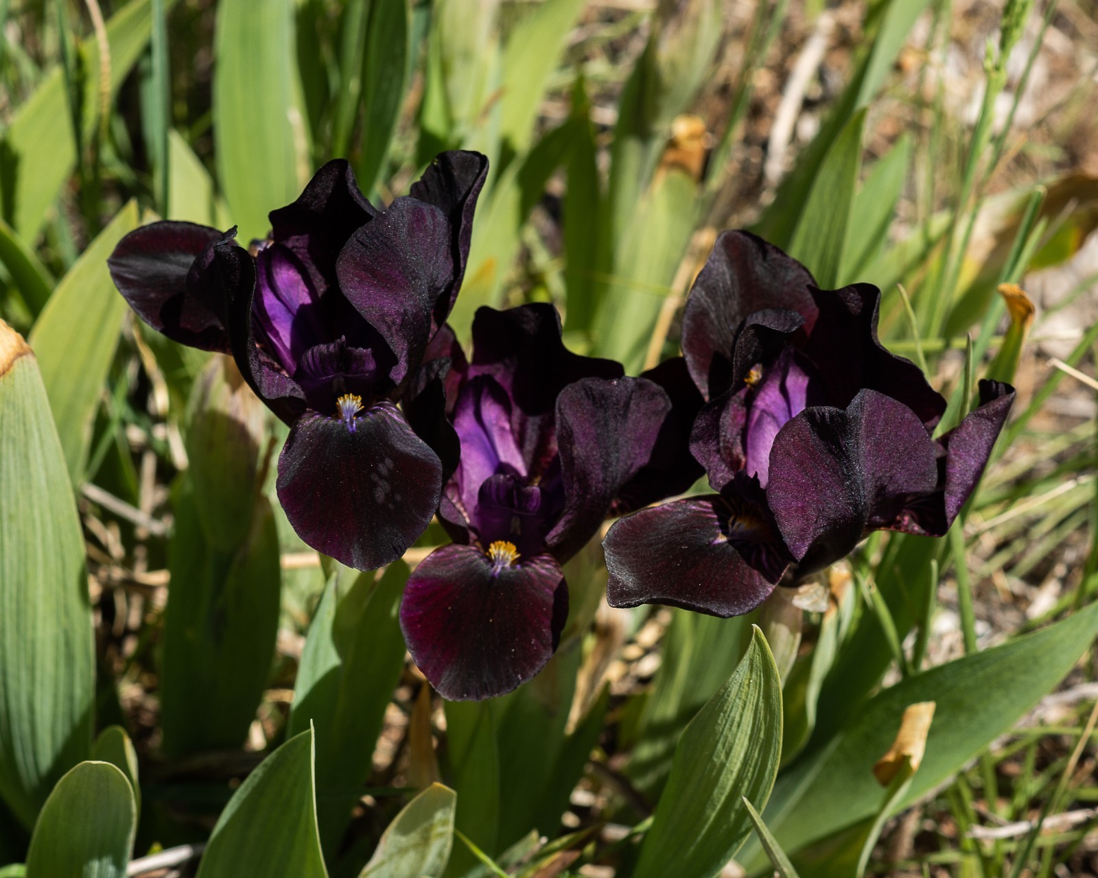 **BLACK STALLION** Dwarf Bearded Iris. Freshly Dug, Combined Ship: Jul/Sep