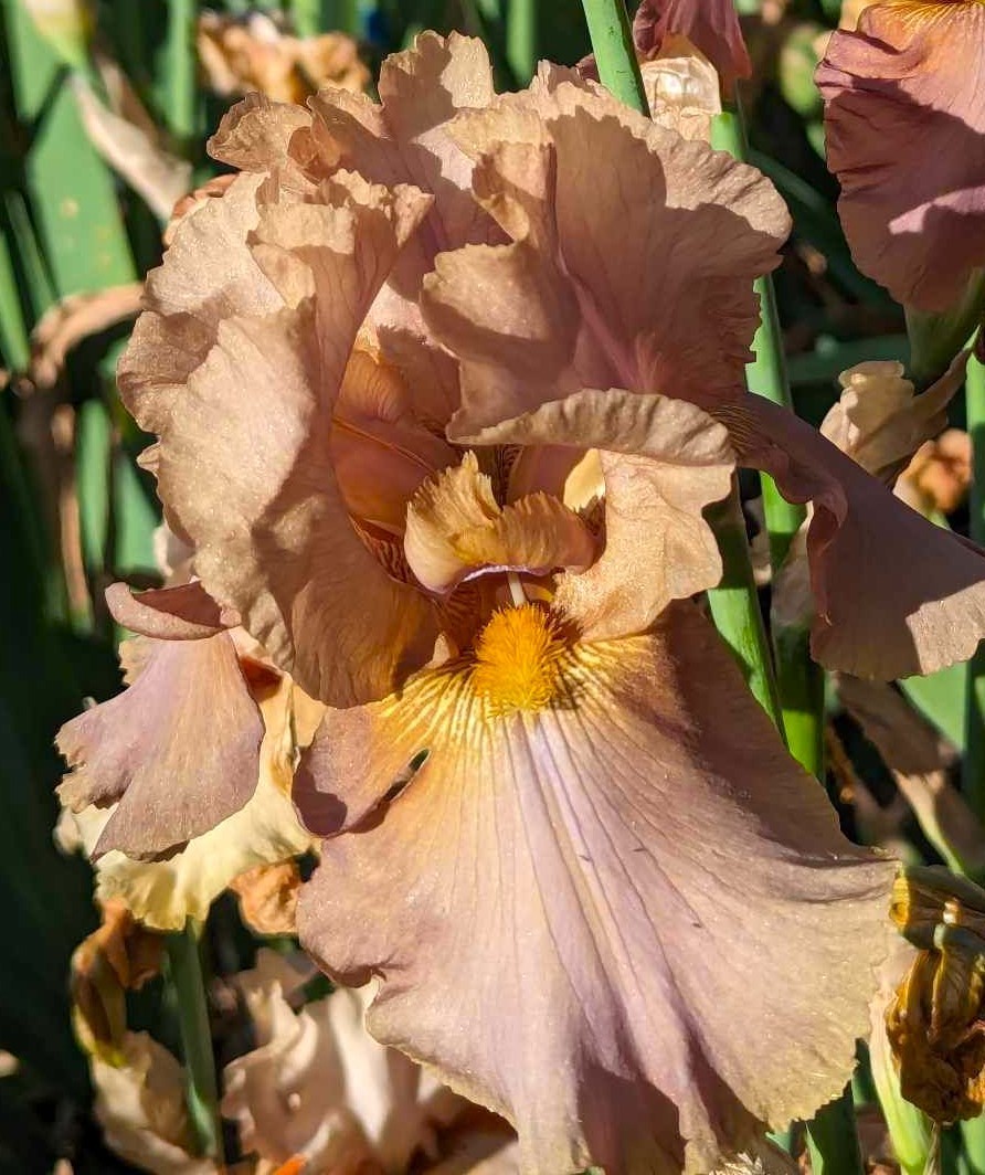 ‘Downtown Brown’ ‘Tall Bearded Iris Rhizome PRE-SALE to Ship Aug/Sept