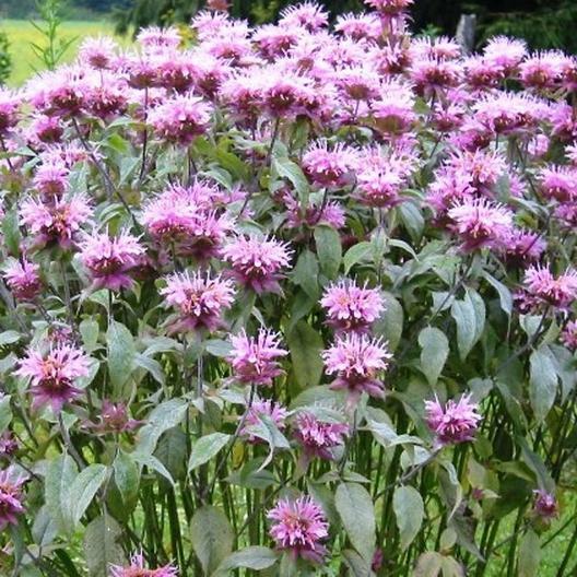 BEE BALM WILD BERGAMOT Perennial Beneficial Bees Hummingbirds Non-GMO 200 Seeds!
