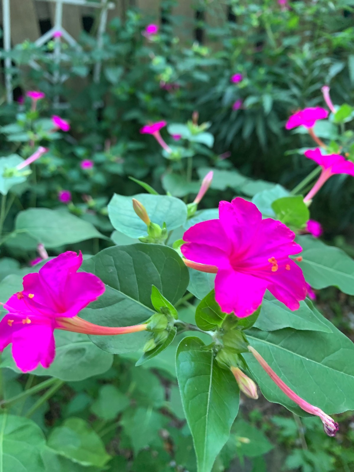 Free shipping, 15 plants of 4 O’Clock (Mirabilis Jalapa) – Pink (light purple)