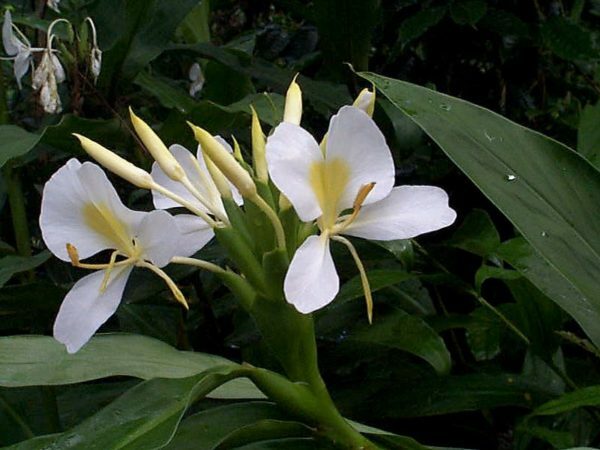 HAWAIIAN WHITE GINGER HEDYCHIUM CORONARIUM STARTER PLANT ROOT – 1 ROOT PER PACK