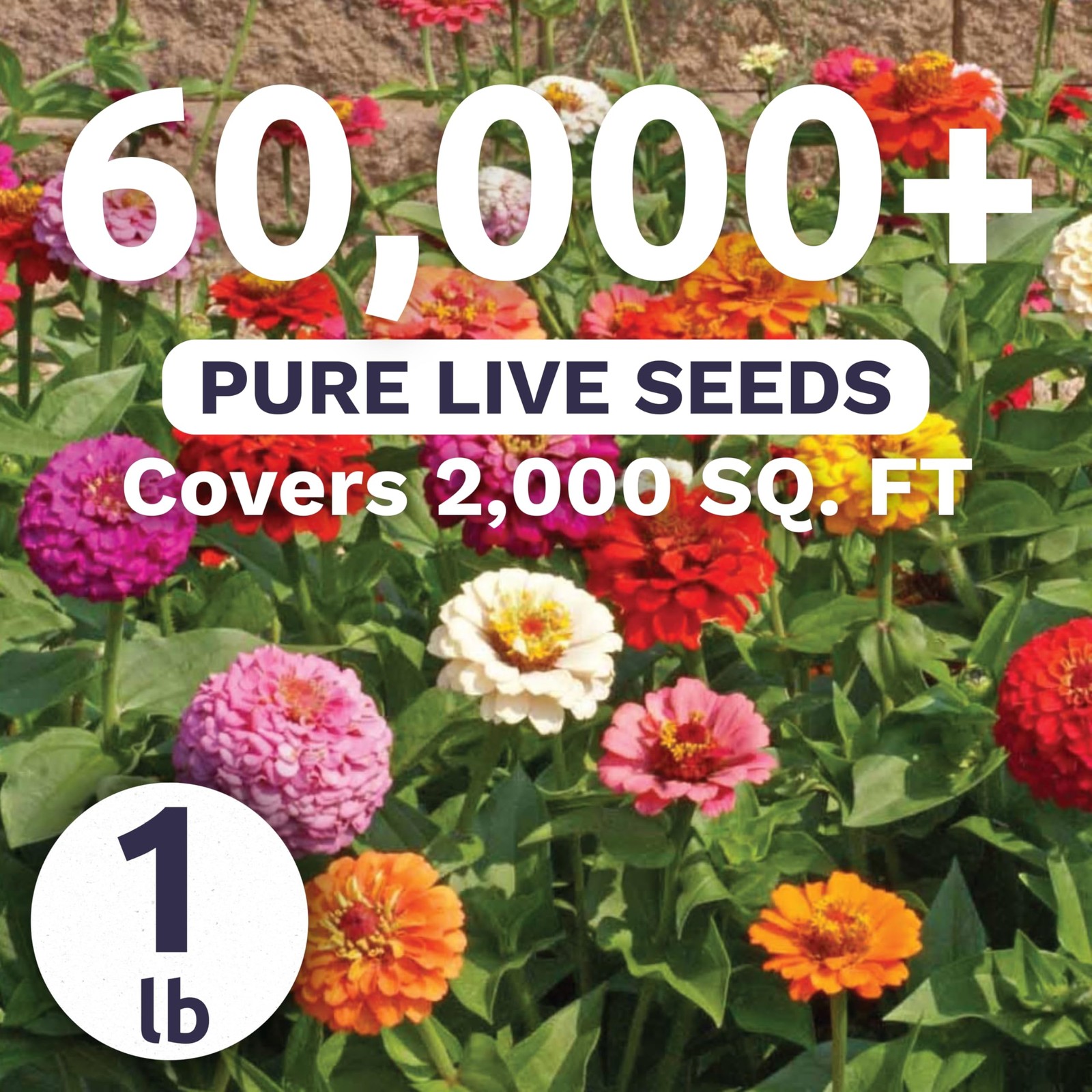 Zinnia Cut & Come Again Mix – Bulk 1 Pound Pouch – 60,000 1 Pound, Mixed