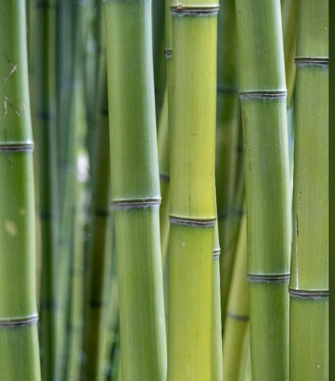 2″ Green Bamboo poles 6ft poles bundle of 6