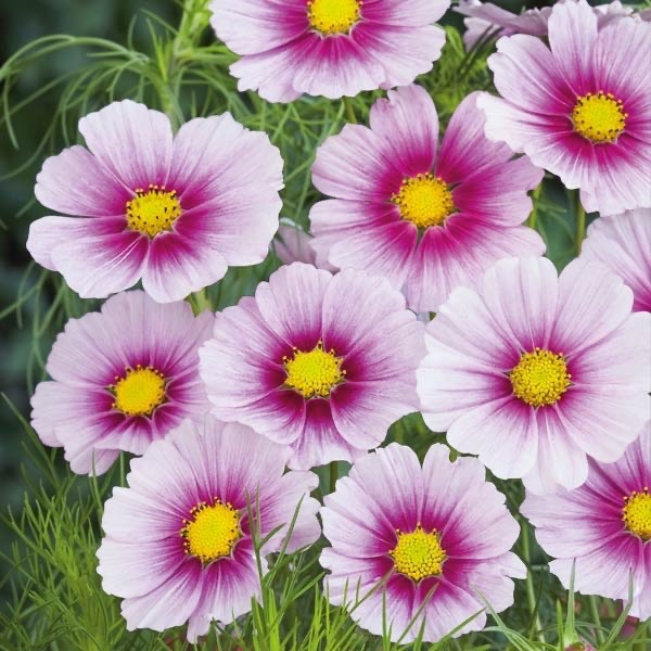 Cosmos Daydream Seeds – 50+ with FREE SHIPPING – Grown in Texas