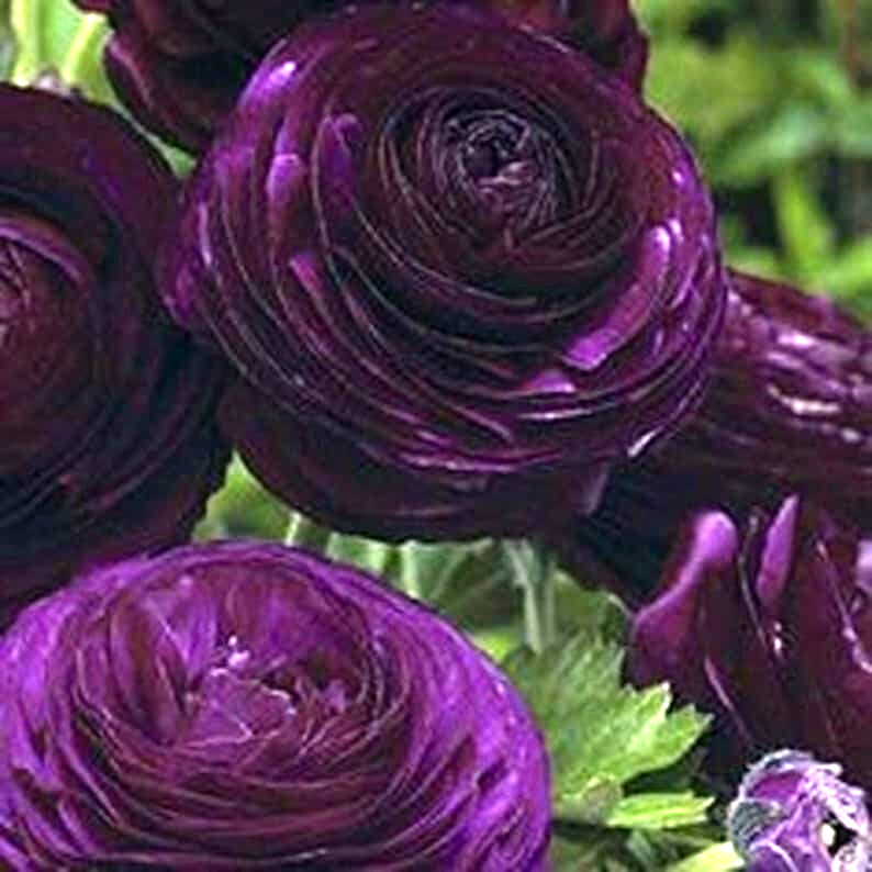 Ranunculus 15 Corms Bulbs 7+ Purple White Mix Peony Rose Garden Wedding Flowers