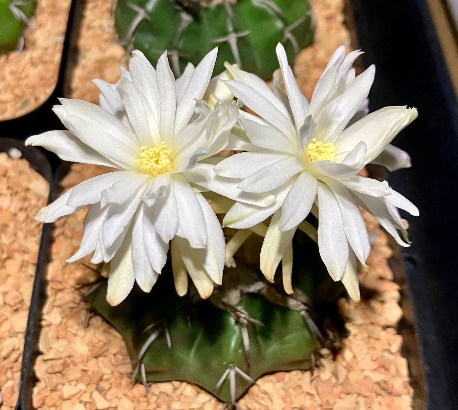 Seed- Discocactus crystallophilus (25+ seeds) 2026